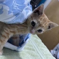 Shelter Stray Male Cat last seen Near W Citracado Parkway, Escondido, CA, 92029, Escondido, CA 92027, USA