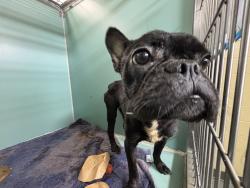 Shelter Stray Male Dog last seen Near E 169 Street, BRONX, NY, 10452, 326 E 110th St, New York, NY 10029, USA
