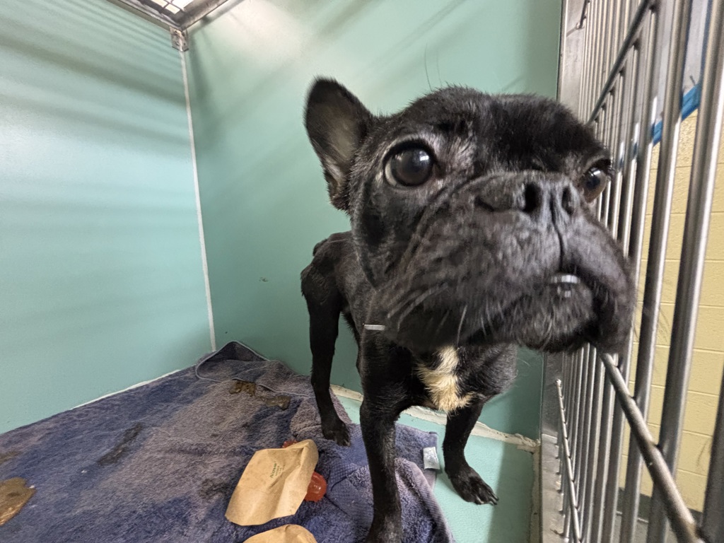 Shelter Stray Male Dog last seen Near E 169 Street, BRONX, NY, 10452, 326 E 110th St, New York, NY 10029, USA