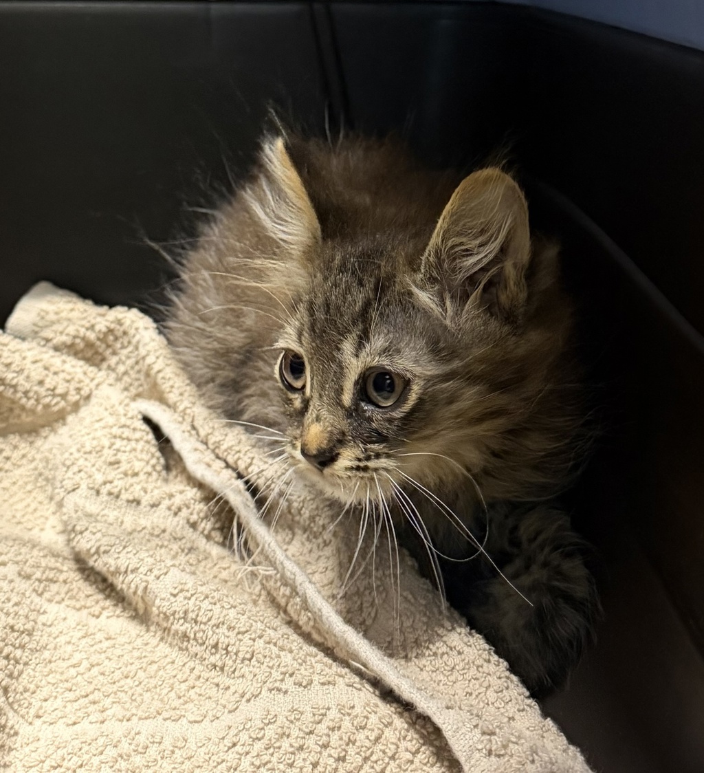 Shelter Stray Male Cat last seen Near W 9th Avenue, Escondido, CA, 92025, Escondido, CA 92027, USA