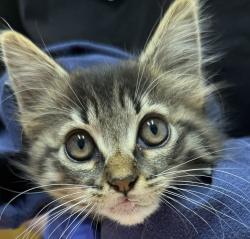 Shelter Stray Female Cat last seen Near E Washington Avenue, Escondido, CA, 92025, Escondido, CA 92027, USA