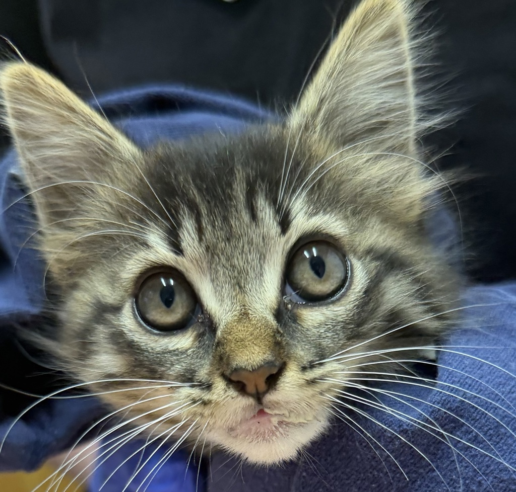 Shelter Stray Female Cat last seen Near E Washington Avenue, Escondido, CA, 92025, Escondido, CA 92027, USA