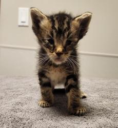 Shelter Stray Female Cat last seen Doolittle, SAN LEANDRO, CA, 94577, 8323 Baldwin St, Oakland, CA 94621, USA