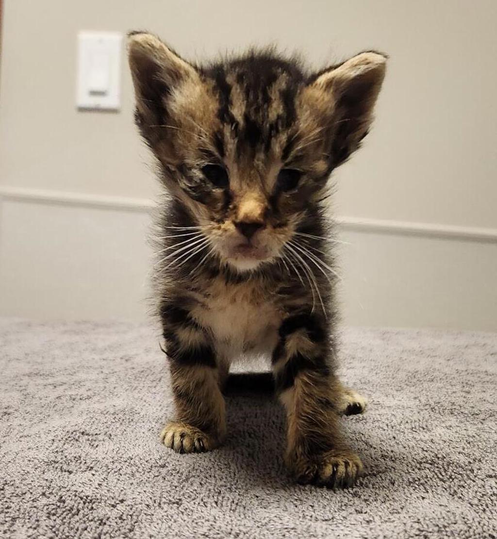 Shelter Stray Female Cat last seen Doolittle, SAN LEANDRO, CA, 94577, 8323 Baldwin St, Oakland, CA 94621, USA