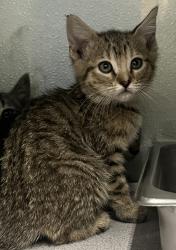 Shelter Stray Female Cat last seen Near W Ruth Drive, Kearns Township, UT, 84118, 511 W 3900 S, Salt Lake City, UT 84123, USA