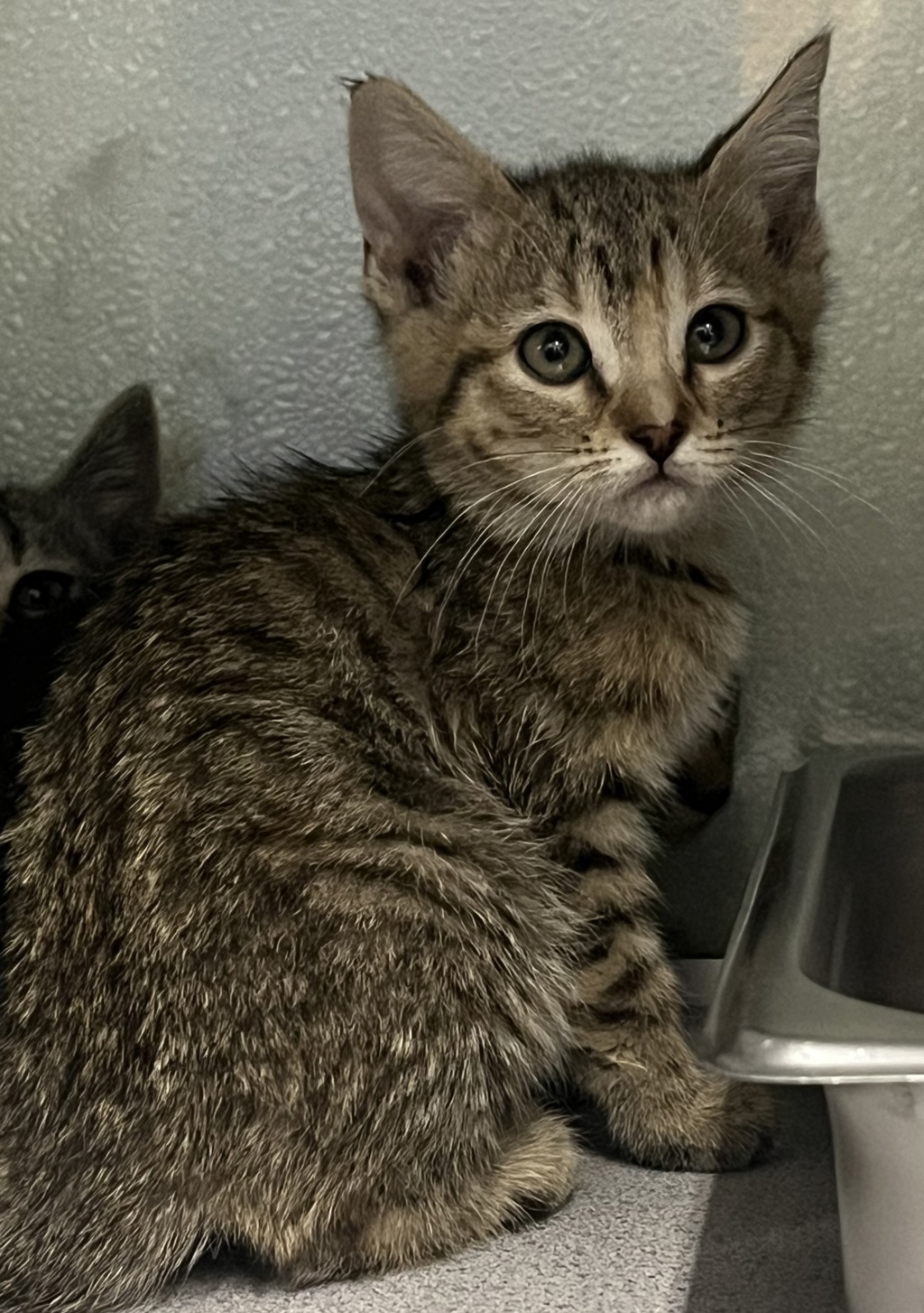 Shelter Stray Female Cat last seen Near W Ruth Drive, Kearns Township, UT, 84118, 511 W 3900 S, Salt Lake City, UT 84123, USA