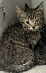 Shelter Stray Male Cat last seen Near W Ruth Drive, Kearns Township, UT, 84118, 511 W 3900 S, Salt Lake City, UT 84123, USA
