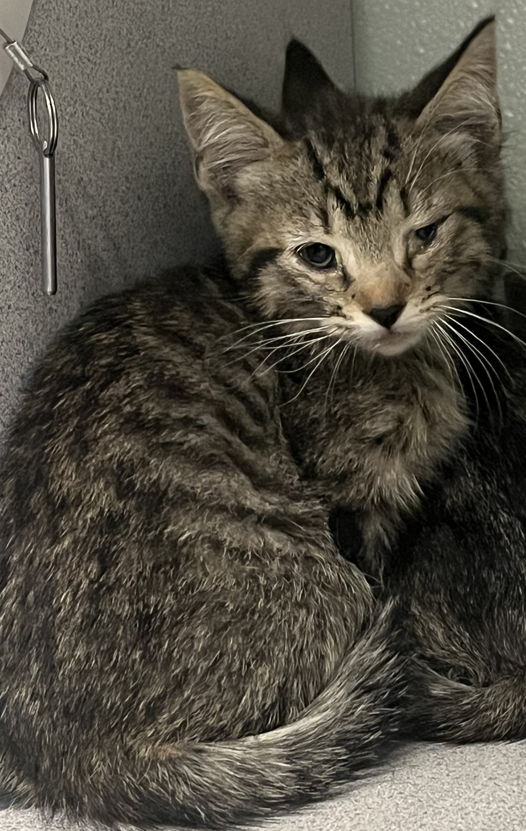 Shelter Stray Male Cat last seen Near W Ruth Drive, Kearns Township, UT, 84118, 511 W 3900 S, Salt Lake City, UT 84123, USA