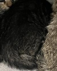 Shelter Stray Male Cat last seen Near W Ruth Drive, Kearns Township, UT, 84118, 511 W 3900 S, Salt Lake City, UT 84123, USA