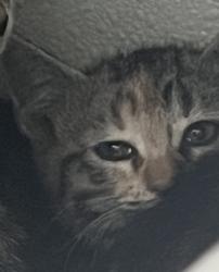 Shelter Stray Female Cat last seen Near W Ruth Drive, Kearns Township, UT, 84118, 511 W 3900 S, Salt Lake City, UT 84123, USA