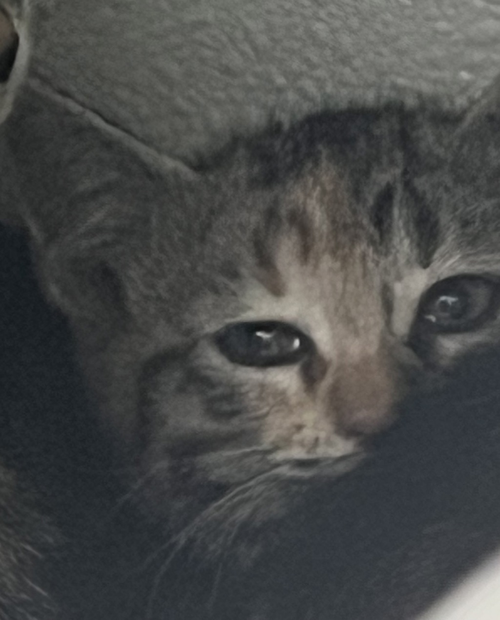 Shelter Stray Female Cat last seen Near W Ruth Drive, Kearns Township, UT, 84118, 511 W 3900 S, Salt Lake City, UT 84123, USA