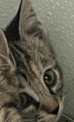 Shelter Stray Female Cat last seen Near W Ruth Drive, Kearns Township, UT, 84118, 511 W 3900 S, Salt Lake City, UT 84123, USA