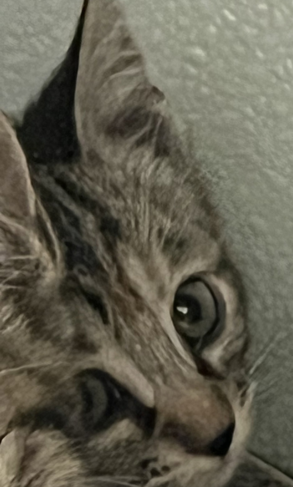 Shelter Stray Female Cat last seen Near W Ruth Drive, Kearns Township, UT, 84118, 511 W 3900 S, Salt Lake City, UT 84123, USA