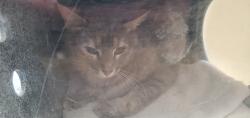 Shelter Stray Female Cat last seen Near S Birch Drive, Holladay, UT, 84124, 511 W 3900 S, Salt Lake City, UT 84123, USA