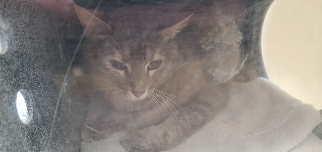 Shelter Stray Female Cat last seen Near S Birch Drive, Holladay, UT, 84124, 511 W 3900 S, Salt Lake City, UT 84123, USA