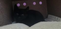 Shelter Stray Male Cat last seen Near W 800 S, SALT LAKE CITY, UT, 84116, 511 W 3900 S, Salt Lake City, UT 84123, USA