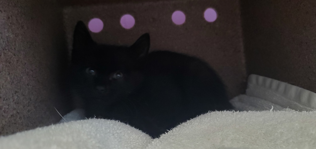 Shelter Stray Male Cat last seen Near W 800 S, SALT LAKE CITY, UT, 84116, 511 W 3900 S, Salt Lake City, UT 84123, USA