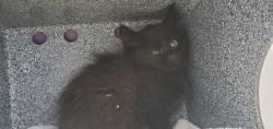 Shelter Stray Female Cat last seen Near W 800 S, SALT LAKE CITY, UT, 84116, 511 W 3900 S, Salt Lake City, UT 84123, USA