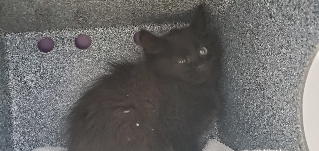 Shelter Stray Female Cat last seen Near W 800 S, SALT LAKE CITY, UT, 84116, 511 W 3900 S, Salt Lake City, UT 84123, USA