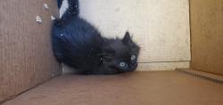 Shelter Stray Female Cat last seen Near W 800 S, SALT LAKE CITY, UT, 84116, 511 W 3900 S, Salt Lake City, UT 84123, USA