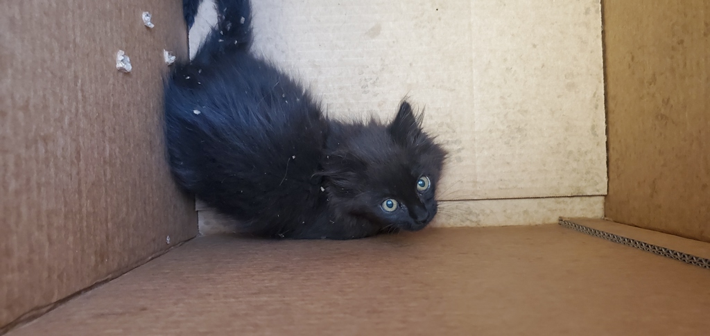 Shelter Stray Female Cat last seen Near W 800 S, SALT LAKE CITY, UT, 84116, 511 W 3900 S, Salt Lake City, UT 84123, USA