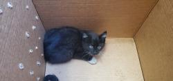 Shelter Stray Male Cat last seen Near W 800 S, SALT LAKE CITY, UT, 84116, 511 W 3900 S, Salt Lake City, UT 84123, USA