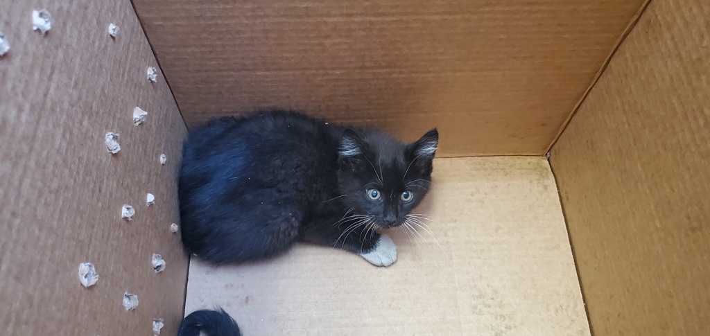 Shelter Stray Male Cat last seen Near W 800 S, SALT LAKE CITY, UT, 84116, 511 W 3900 S, Salt Lake City, UT 84123, USA