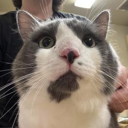 Shelter Stray Male Cat last seen N Argyle & N Brandon Ave, PORTLAND, OR, 97217, 1700 W Historic Columbia River Hwy, Troutdale, OR 97060, USA