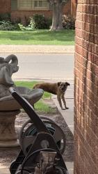 Found/Stray Unknown Dog last seen East of Quaker near Leroy Elmore Park, Lubbock, TX 79413