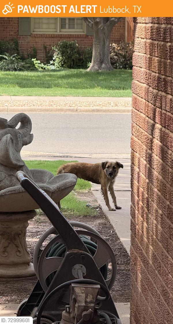 Found/Stray Unknown Dog last seen East of Quaker near Leroy Elmore Park, Lubbock, TX 79413