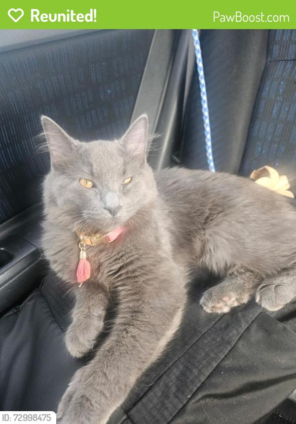 Reunited Female Cat last seen Milwaukee and Ashland , Chicago, IL 60622