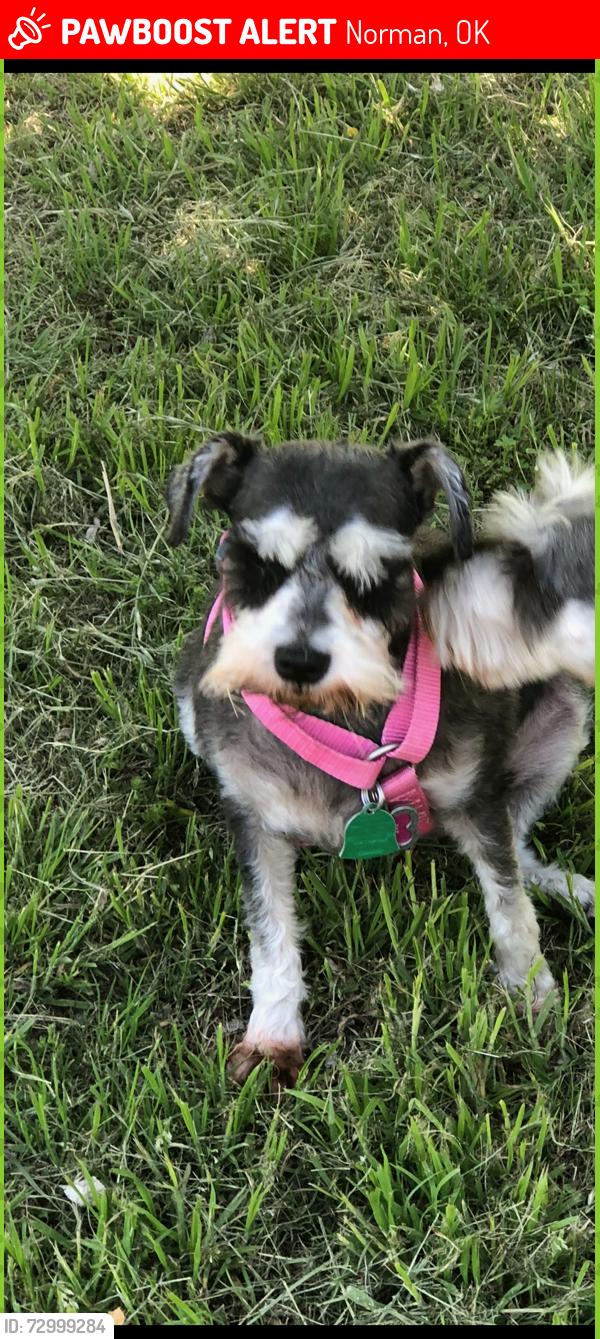 Lost Female Dog last seen Franklin Rd & S. Western, Norman, OK 73072