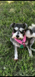 Lost Female Dog last seen Franklin Rd & S. Western, Norman, OK 73072