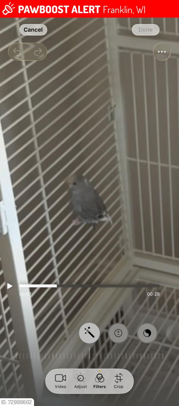 Lost Unknown Bird last seen Lions Legend park , Franklin, WI 53132