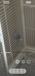 Lost Unknown Bird last seen Lions Legend park , Franklin, WI 53132