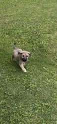 Found/Stray Male Dog last seen Idlewyld Place Neighborhood, Mesquite, TX 75149