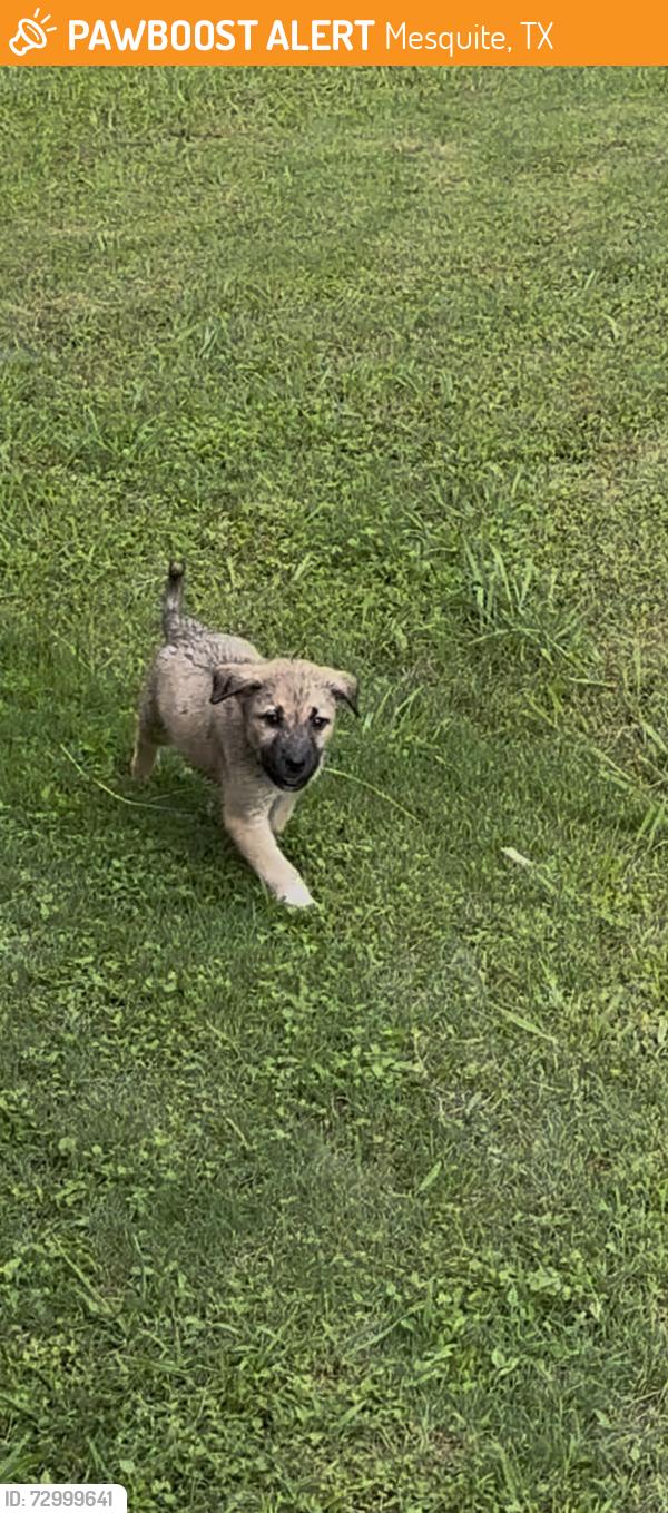 Found/Stray Male Dog last seen Idlewyld Place Neighborhood, Mesquite, TX 75149