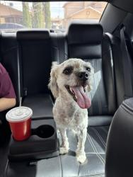 Found/Stray Female Dog last seen Paridise breeze Ave/cactus ridge lane/horizon high school , Horizon City, TX 79928