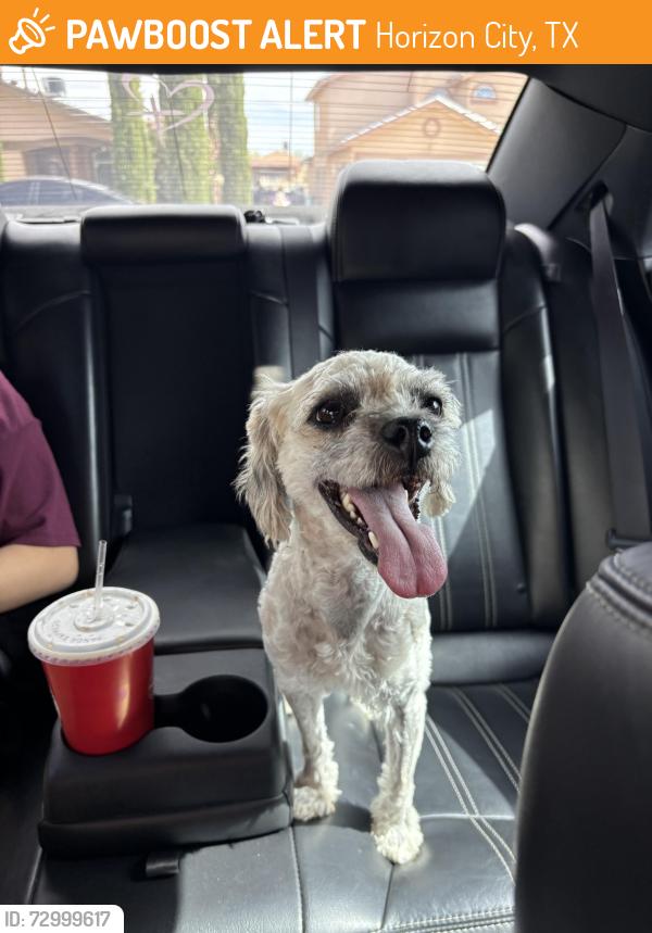 Found/Stray Female Dog last seen Paridise breeze Ave/cactus ridge lane/horizon high school , Horizon City, TX 79928