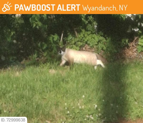 Found/Stray Unknown Cat last seen Dead end street roaming back yards, Wyandanch, NY 11798
