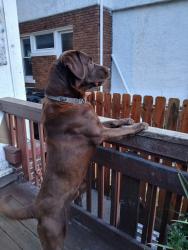 Lost Male Dog last seen Woodward  Glendale , Highland Park, MI 48203