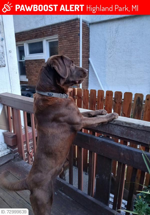 Lost Male Dog last seen Woodward  Glendale , Highland Park, MI 48203