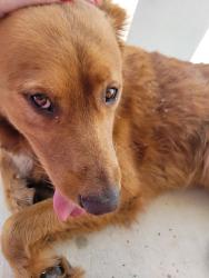 Found/Stray Male Dog last seen Near delta crest, Maxwell, TX 78656