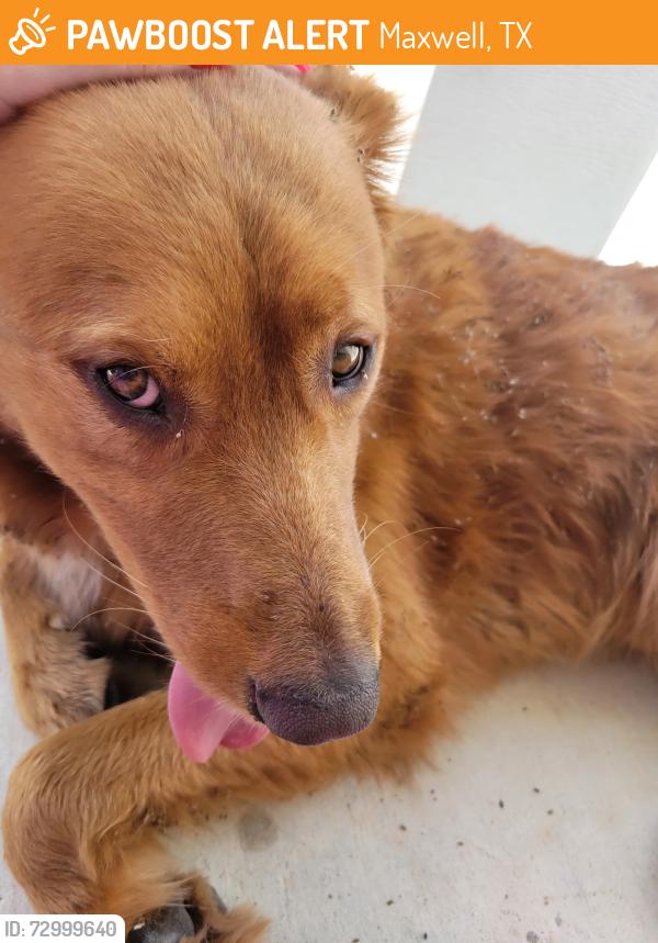 Found/Stray Male Dog last seen Near delta crest, Maxwell, TX 78656