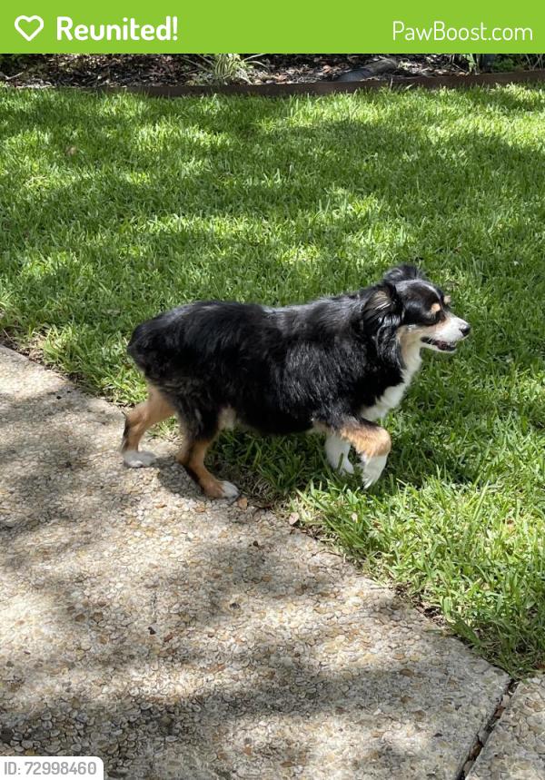 Reunited Male Dog last seen Eagle Hollow, San Antonio, TX 78248