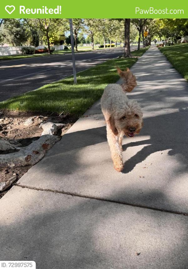 Reunited Male Dog last seen Coppercloud, Meridian, ID 83646
