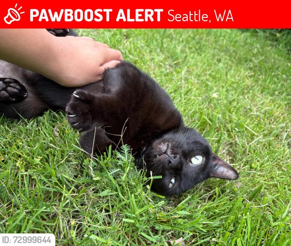 Lost Female Cat last seen 86th & 40th , Seattle, WA 98115