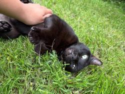 Lost Female Cat last seen 86th & 40th , Seattle, WA 98115