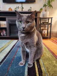 Reunited Male Cat last seen Washington hosp , Washington, PA 15301