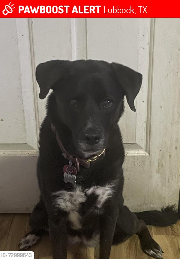 Lost Female Dog last seen The Retreat RV Resort, Lubbock, TX 79423